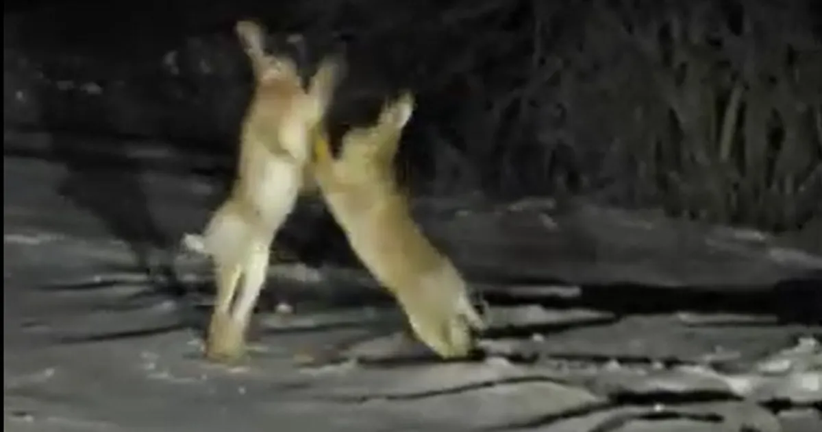 VIDEO ⟩ Haruldane vaatepilt: Pärnumaal jäid autojuhi kaamera ette kaklevad jänesed