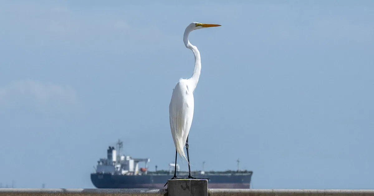 WSJ: Miks Indial on raske vähendada sõltuvust Venemaa naftast