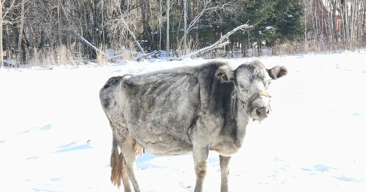 FOTOD ⟩ Loomakaitsjad leidsid Viljandimaa talust midagi väga õõvastavat: vaatepilt šokeeris isegi kogenud veterinaari