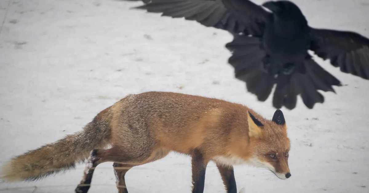 LOODUSFOTO ⟩ Rebane ja ronk peavad üksteist silmas