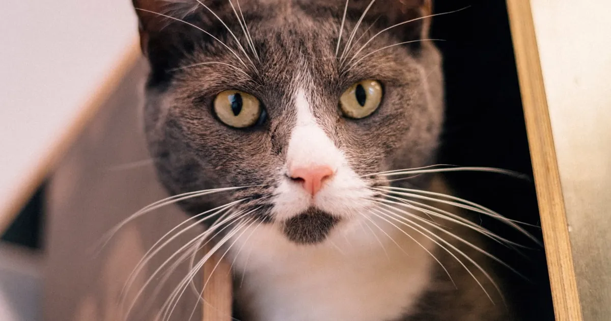 PÄEVAKÄPP ⟩ Miks keegi ei märka? Hall kaunitar ootab päris oma kodu juba 2 aastat