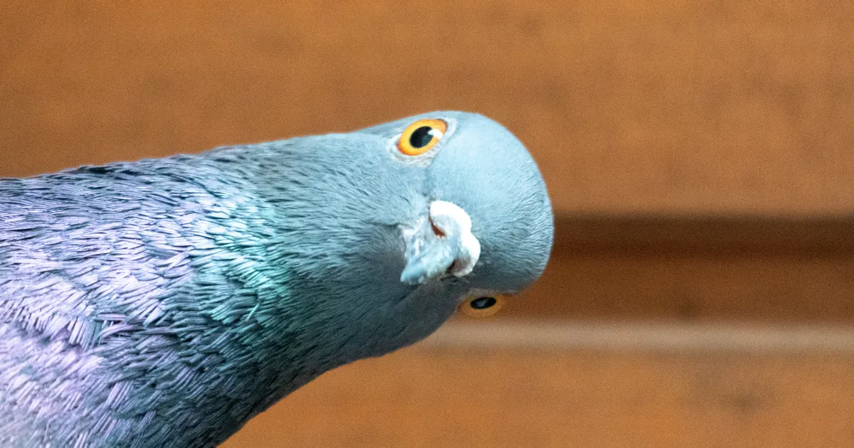 Farmer tegi ootamatu avastuse: kahe tuvi vahel oli tekkinud ebatavaline armusuhe