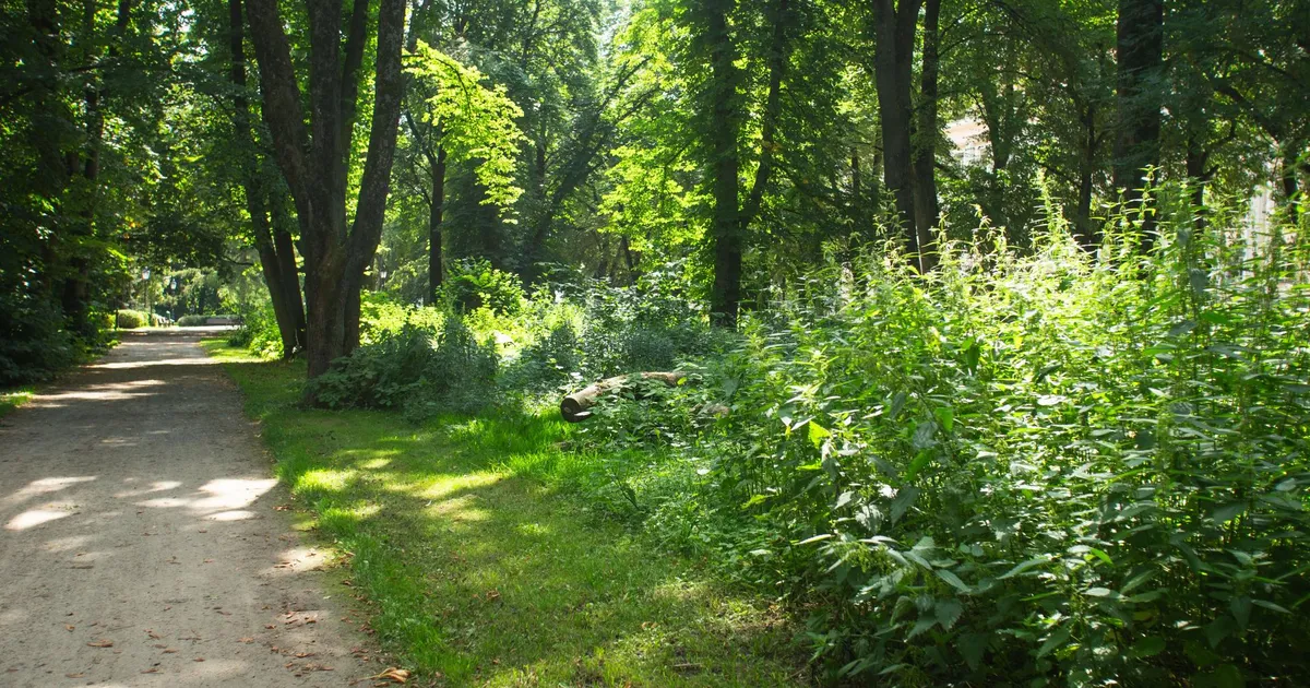 Mis tähendab poliitikute väide, et rohealad tuleb korda teha?​