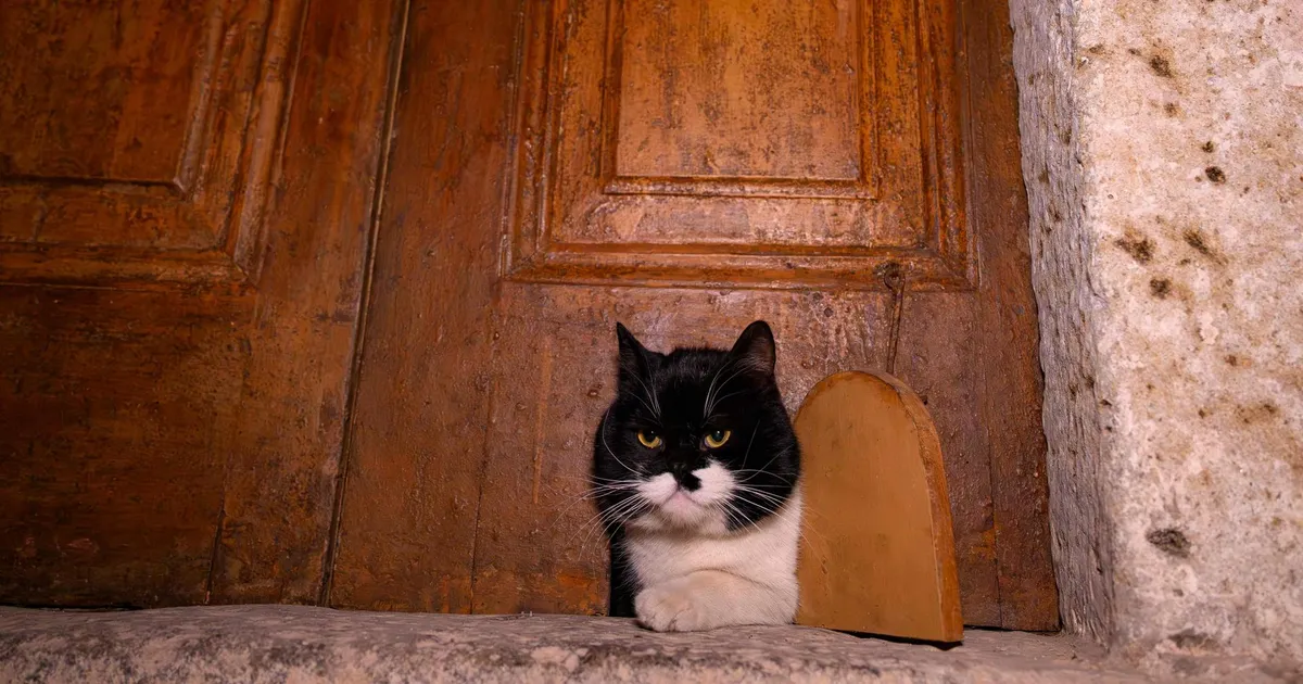 Istanbuli hellitatud tänavakassid naudivad sultanitele kohast elu