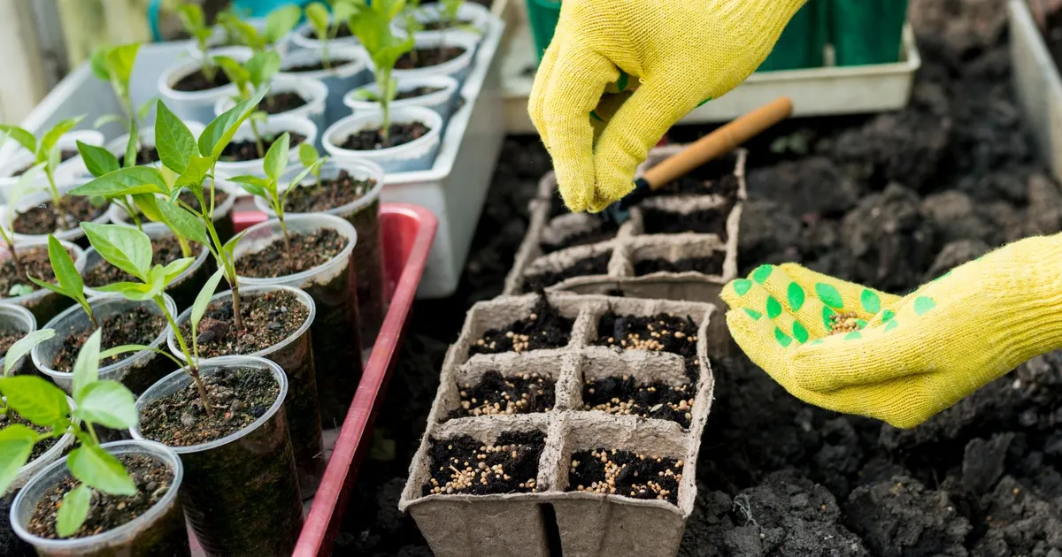 Seemned mulda: kuidas võimalikult lihtsalt toimetada