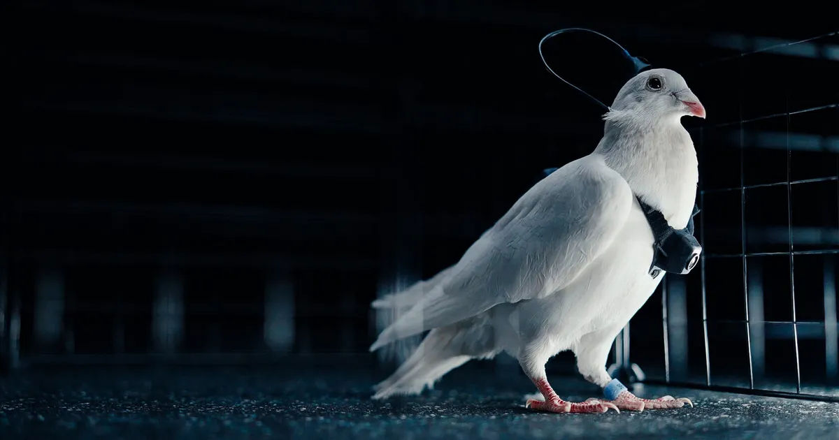 Vene idufirma häkib tuvide ajudesse ja teeb neist juhitavad robotid