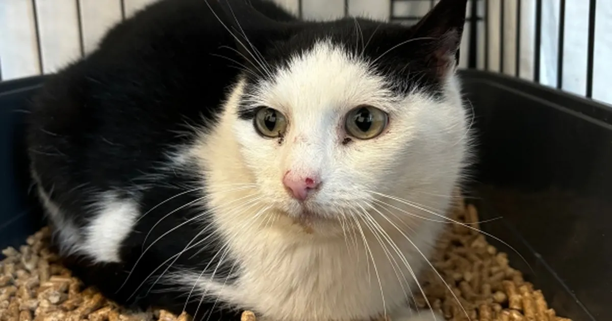 Pesaleidja appihüüd: kass Sanna piinleb murdunud hammaste tõttu põrgulikes valudes