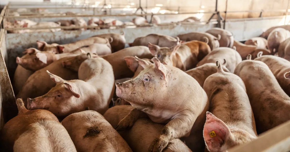 Stseen filmist «Hannibal» sai tegelikkuseks: sigade hammustused võtsid tüdrukult elu