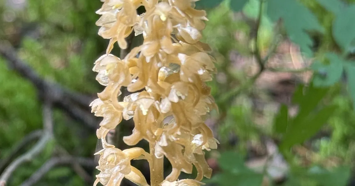 NÄDALA AED ⟩ Sõprus ja armastus taimemaailmas