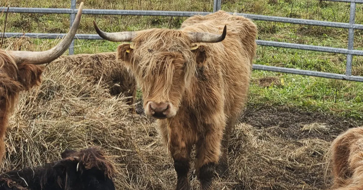 Veised, kelle PTA loomakaitsjate meelehärmiks hukkas, kuulusid kurikuulsale loomapidajale