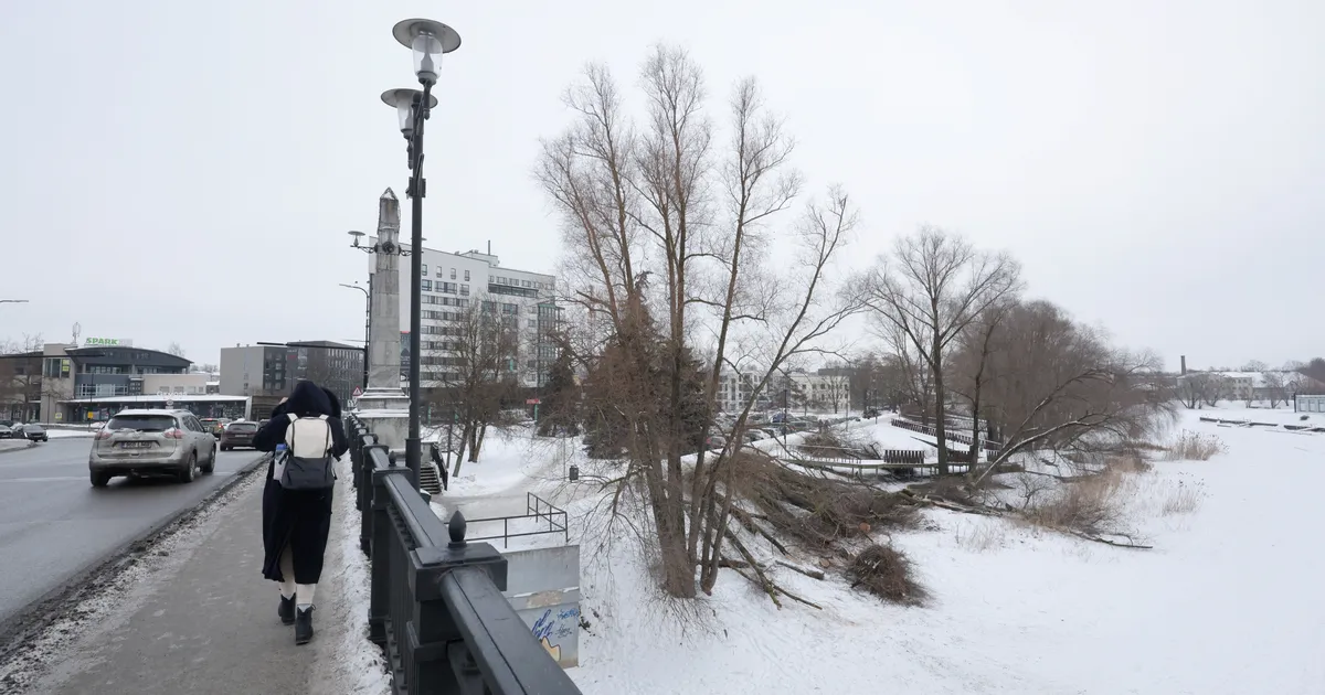 FOTOD ⟩ Fortuuna tänaval võeti maha mitmeid remmelgaid