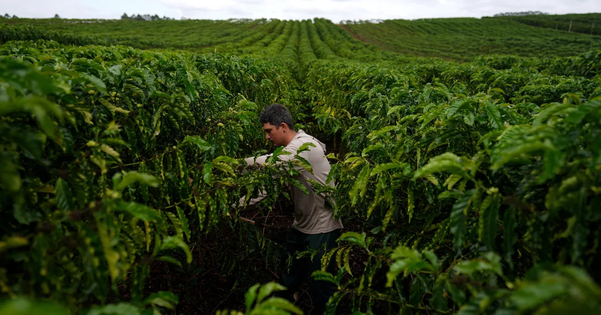 GRAAFIK ⟩ Kohvi börsihind kukkus kuue kuu madalaimale tasemele. Eestisse odavnemine niipea ei jõua