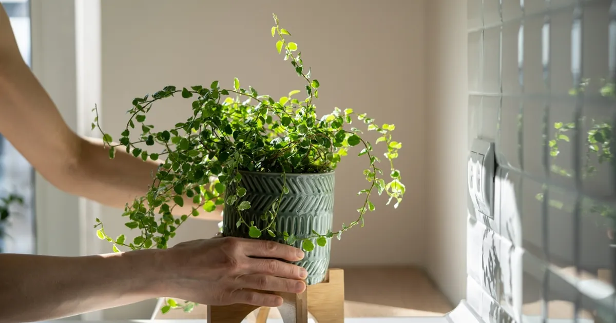VEEBRUARI NÕUANDED ⟩ Kuidas valmistada toataimed ette kevadiseks kasvuspurdiks?