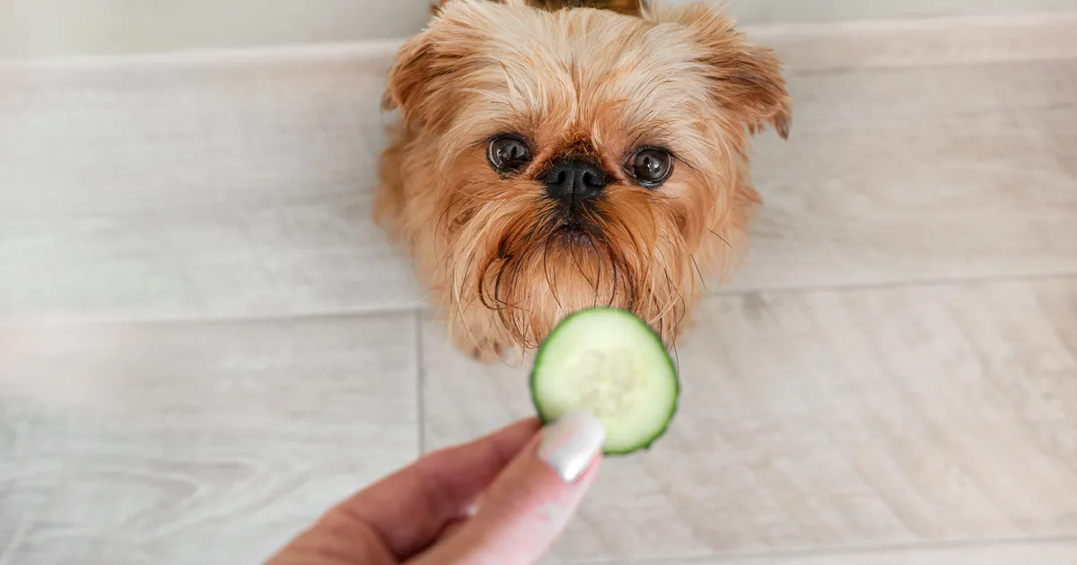 Neli lihtsat toiduainet, mis võivad koerale kasulikud olla
