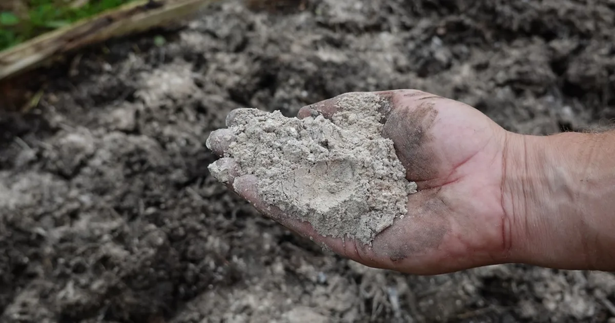 Hoiatus aednikele: üks saatuslik eksimus tuhaga võib maksta kogu su suvise saagi