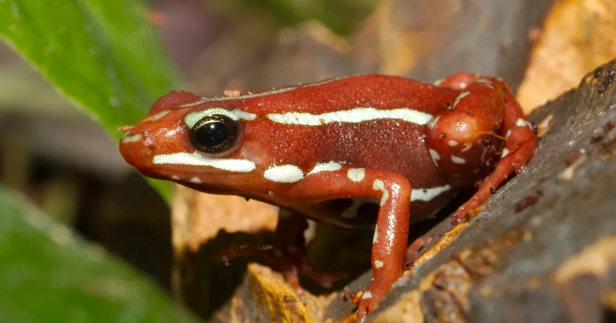 Ekspert: Navalnõi tapmiseks kasutatud konnamürki on peaaegu võimatu saada