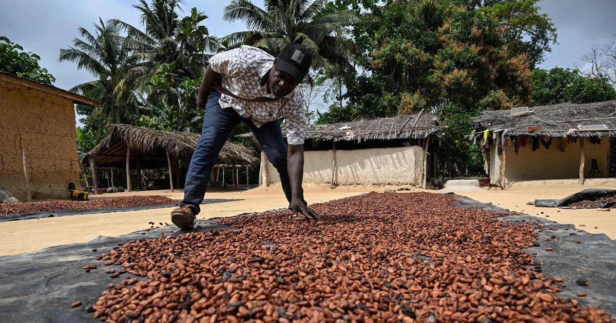 Maailma «pruuni kullaga» varustavad Elevandiluuranniku kakaokasvatajad virelevad nälja veerel