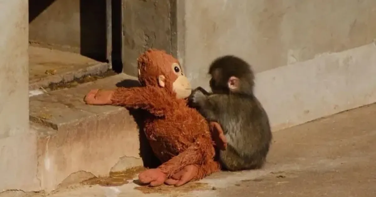 Südamlik pööre: interneti lemmikahv Punch leidis kaisulooma asemel päris kaaslased