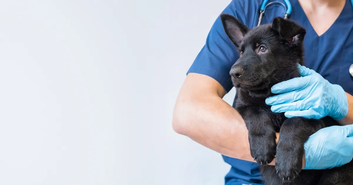 SURMAV SÄÄSTUNIPP ⟩ Loomaarstide hoiatus: kulutulena levib TikToki trend, mis võib lemmiku elule saatuslikuks saada