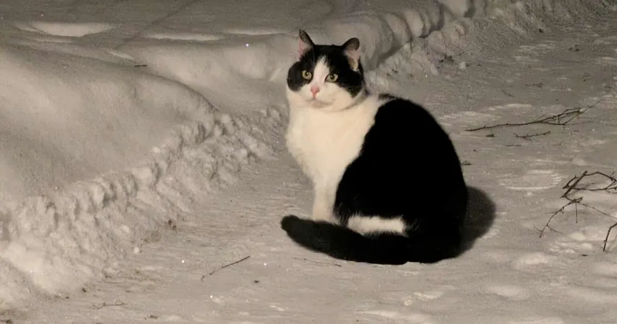 Õuest leitud külmetava kassi mineviku kohta selgus midagi südantlõhestavat