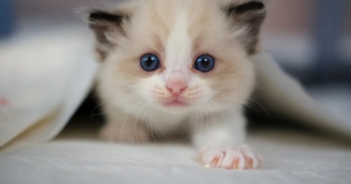 OLULINE ⟩ 3 põhjust, miks tasub oma kass steriliseerida või kastreerida just praegu