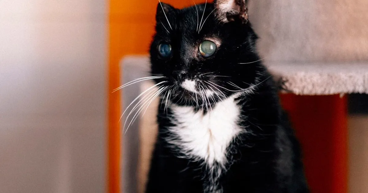 PÄEVAKÄPP ⟩ Napilt eutaneerimisest pääsenud kass Kaleo unistab uuest kodust