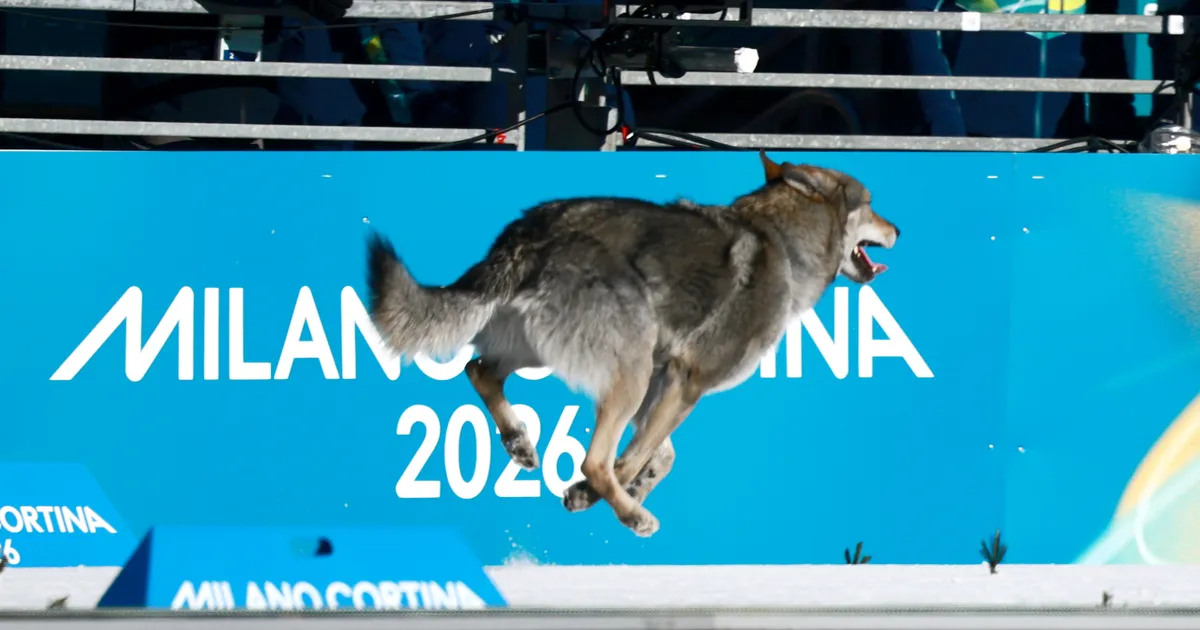 Olümpial rajale jooksnud koera tõug on mõnes riigis keelatud