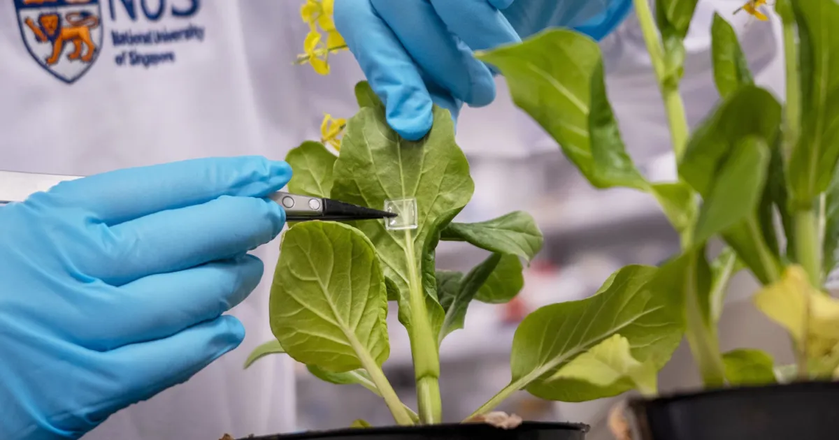 Taimi hakati «võlunõeltega» süstima – selline doping kasvatab saagi taevani