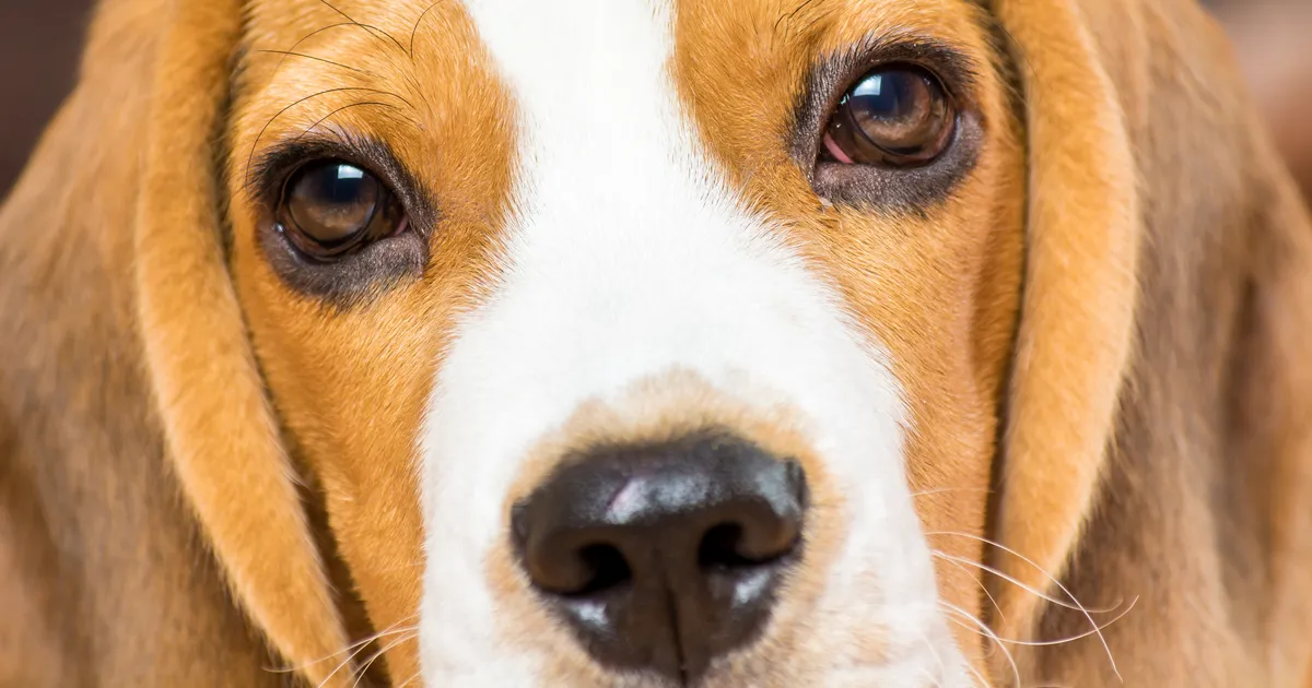 Üllatav avastus: need märgid näitavad, et sinu koer võib olla autistlik