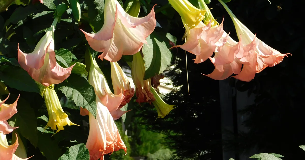 Epsteini salajased «zombitaimed»: kas tapvalt mürgised inglitrompetid olid osa võimumängust