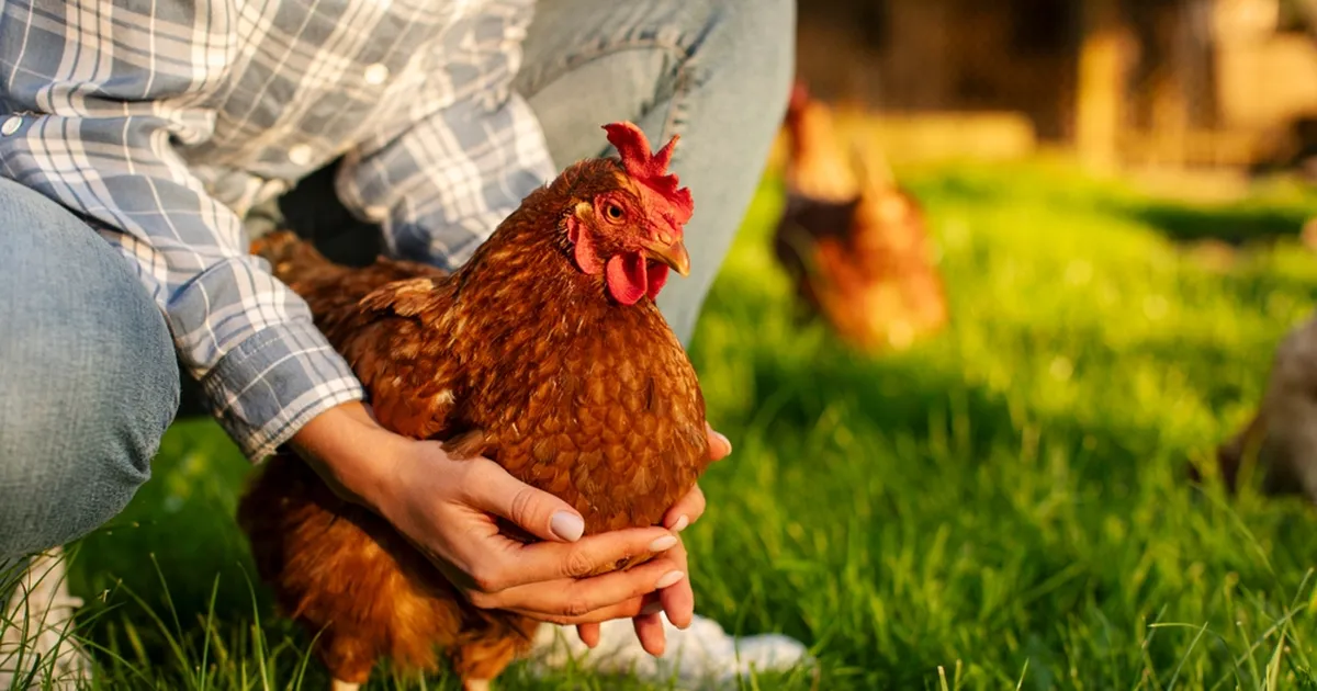 Psühholoogiaprofessori ebatavaline abiline: emotsionaalset tuge pakkuv kana mõistab omaniku tundeid