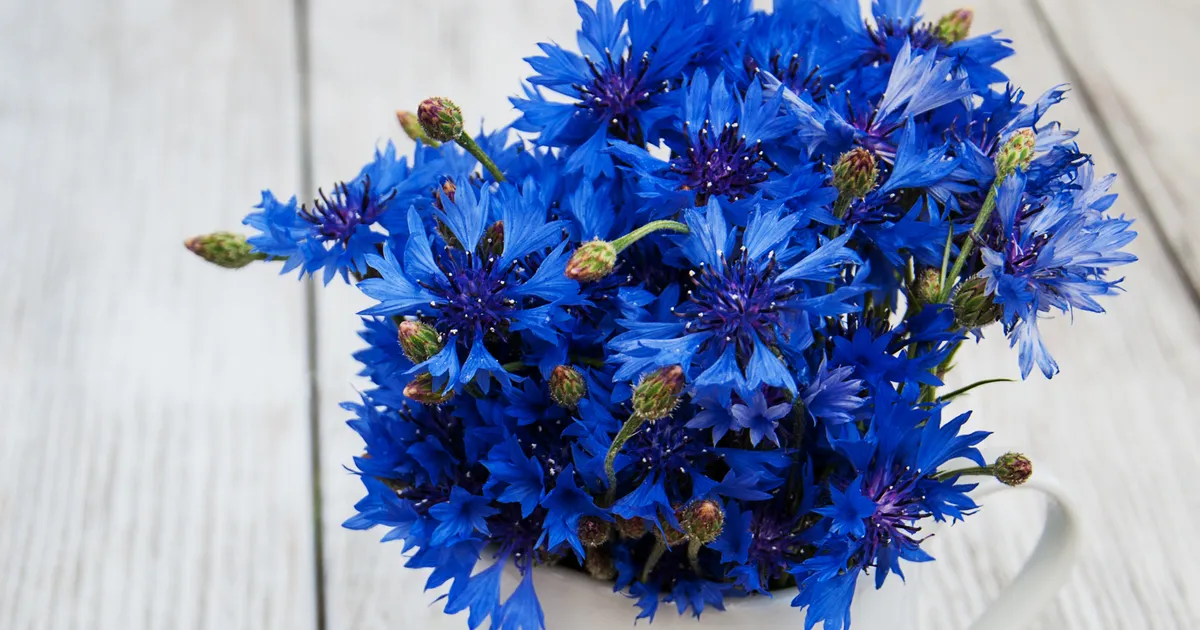 SININE IMEROHI ⟩ Rukkilill võib teha su tervise jaoks rohkem, kui arvad