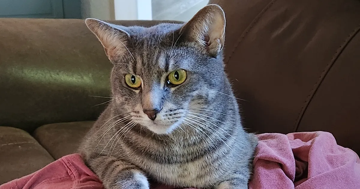 Üllatav nipp, mis hoiab lemmiku hingerahu su äraolekul