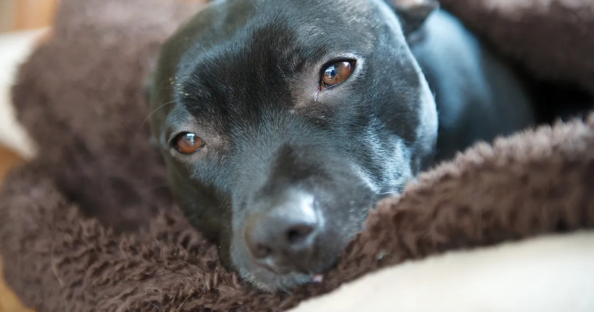 Nutikas koer polnud nõus ilma ühe esemeta põlevast majast väljuma