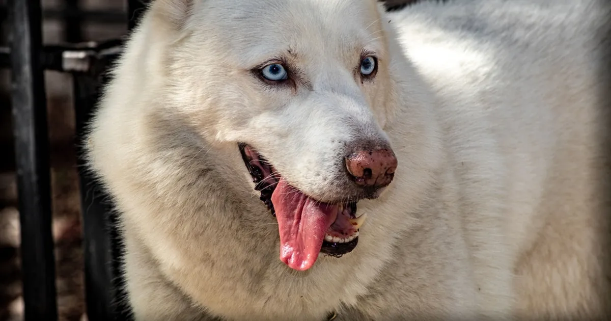 Lumivalge haski päästeti viimasel hetkel jõe jäisest embusest