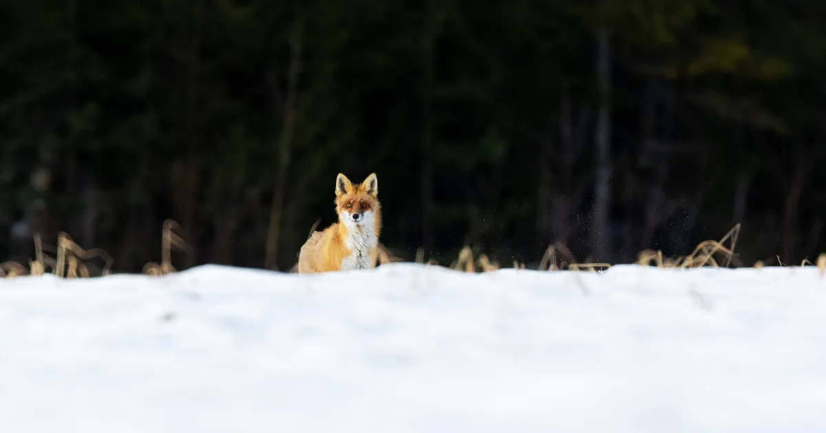LOODUSVAATLUS ⟩ Vanakavalad peavad pulmi