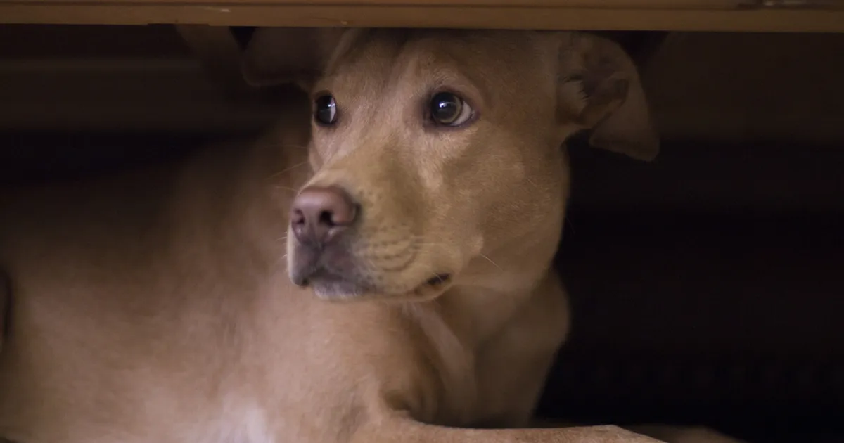 LIIGUTAV VIDEO ⟩ Koeraomanik avastas tormi ajal salajase peidupaiga, kuhu koer end äikese eest peitis