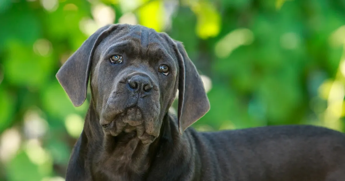 VIDEO ⟩ Valvekaamerat vaadanud naine ei suutnud uskuda, millega tema mees ja koer kodus tegelevad