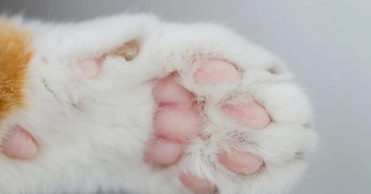 KAS LÄHEB TÄPPI? ⟩ Sotsiaalmeediat vallutab meetod kassi iseloomu määramine tema käppade järgi