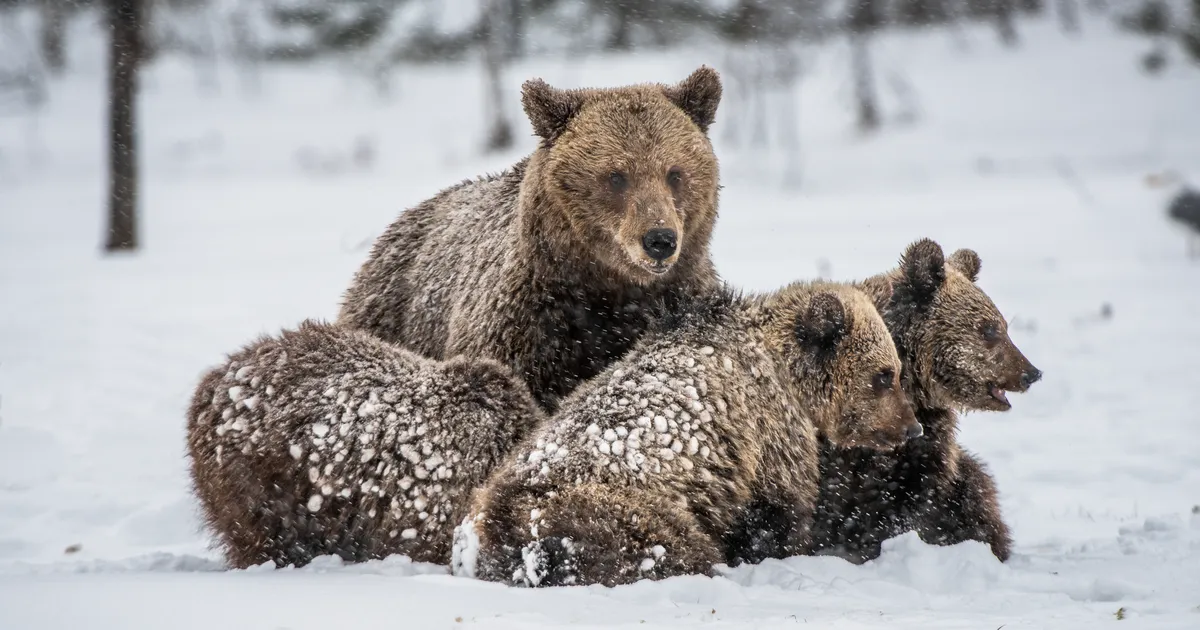 VIDEO ⟩ 3 pojaga karupere kolis talveks maja alla elama