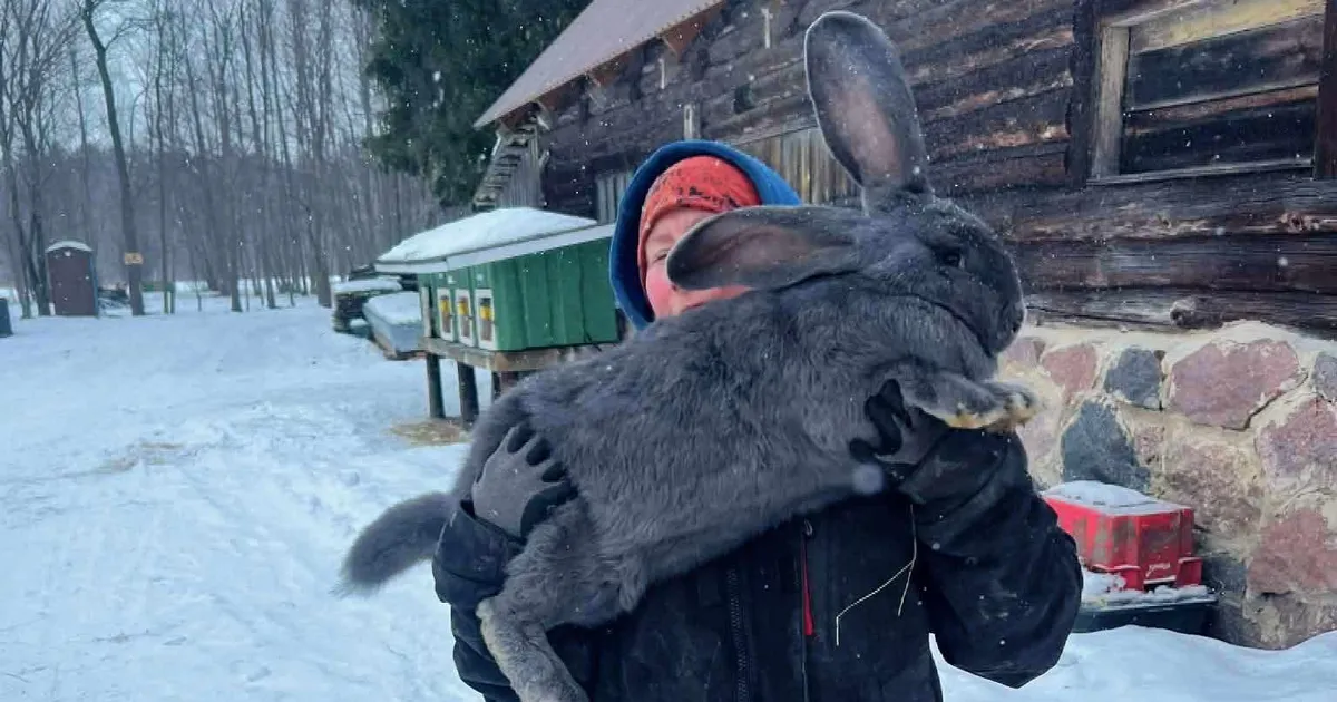 FOTOD ⟩ Hiiglaslik küülikubeebi rabab oma suurusega ja käitub nagu koer: loe, millise põneva tõuga on tegu