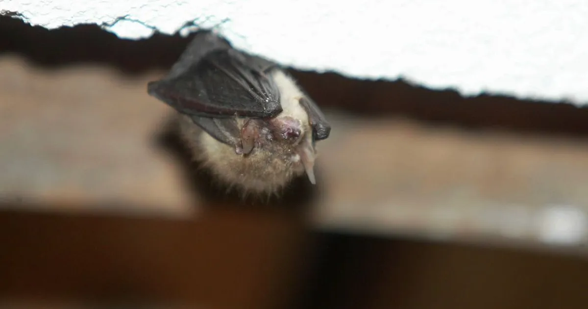 KUKU ⟩ Keldris talvituv nahkhiir ei taha üllatusi