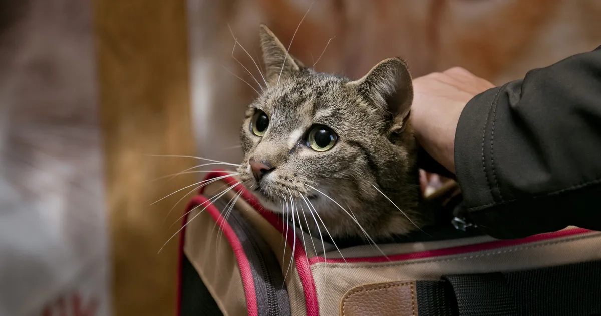 Koeri, kasse ja valgetuhkruid hakatakse kiibistama kogu riigis