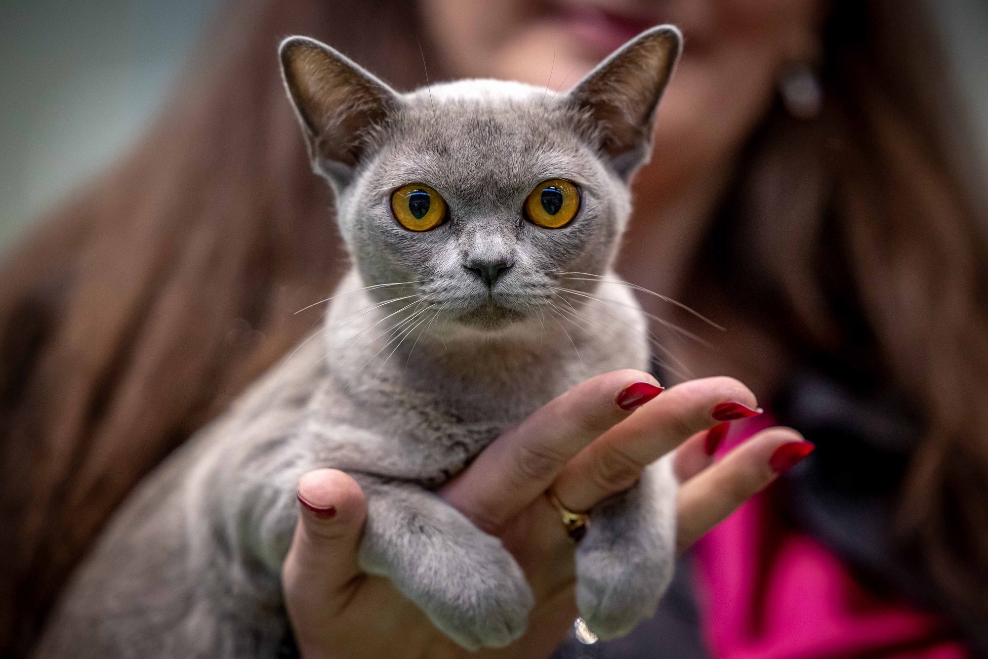 Luuakse ühtne lemmikloomaregister ning koerte, kasside ja valgetuhkrute kiibistamine laieneb üleriigiliseks
