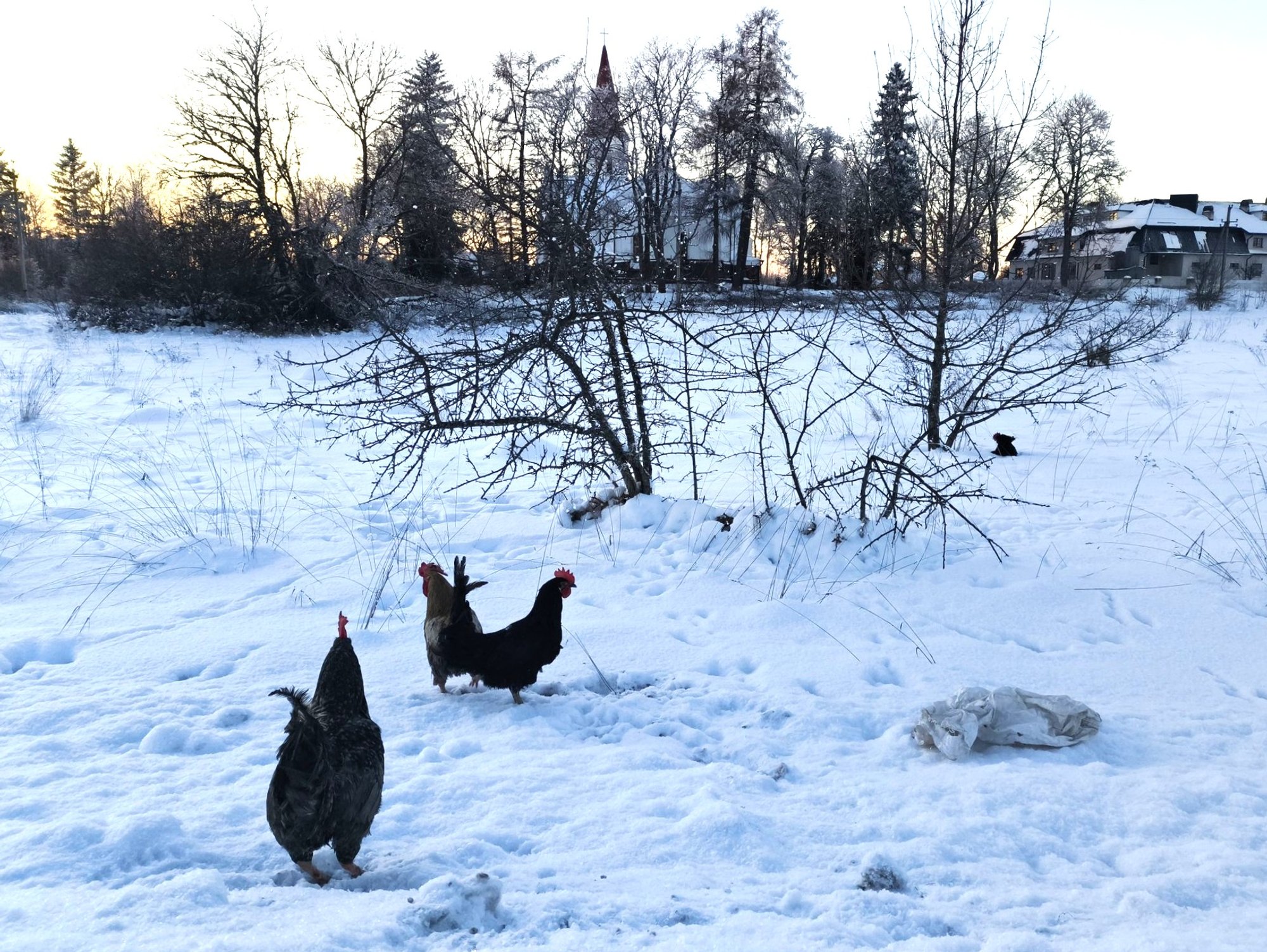 Hageris päästeti külma käest neli põllule visatud kukke