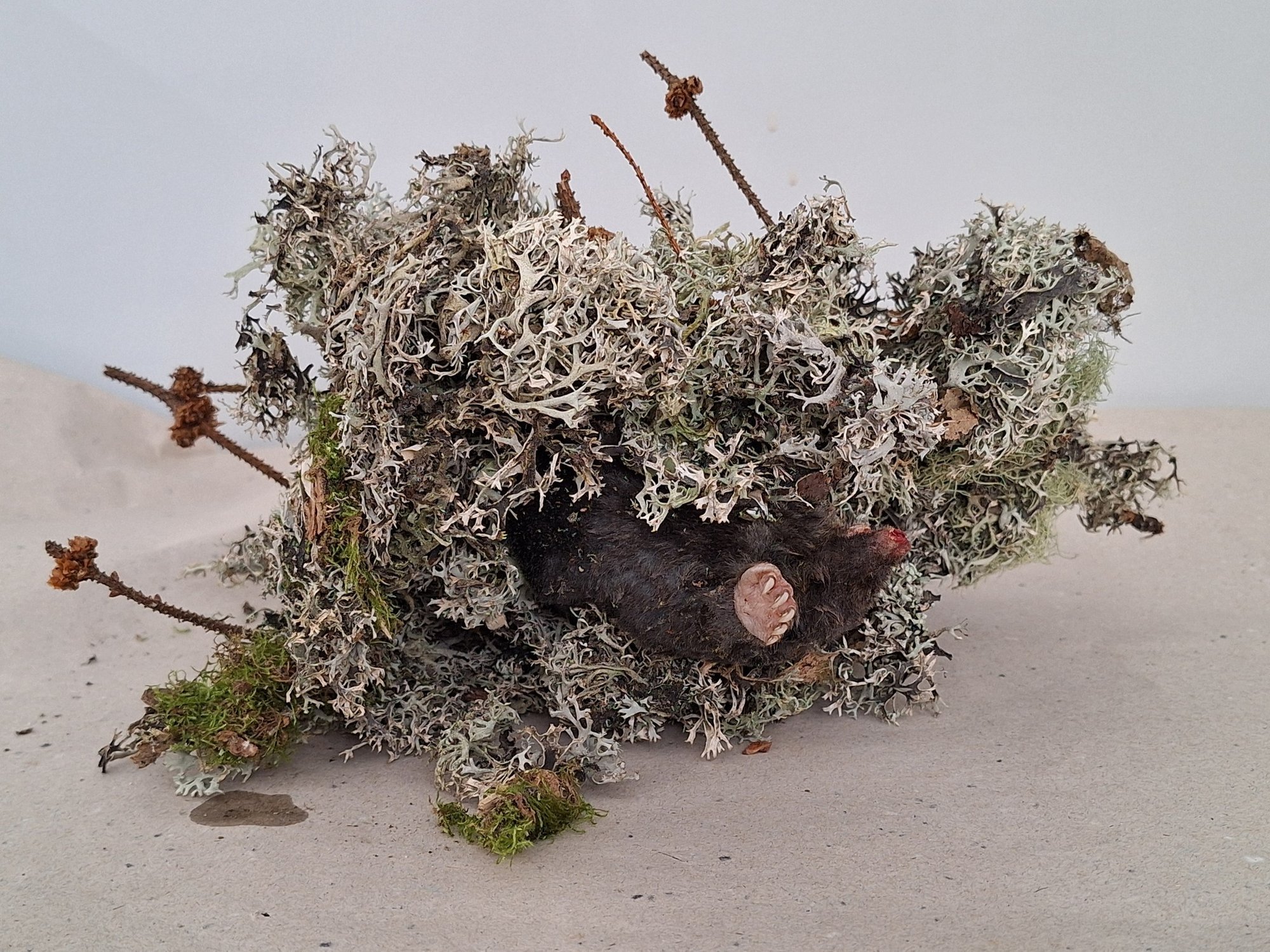 Tartu Ülikooli loodusmuuseumi toodi täiesti uskumatu leid