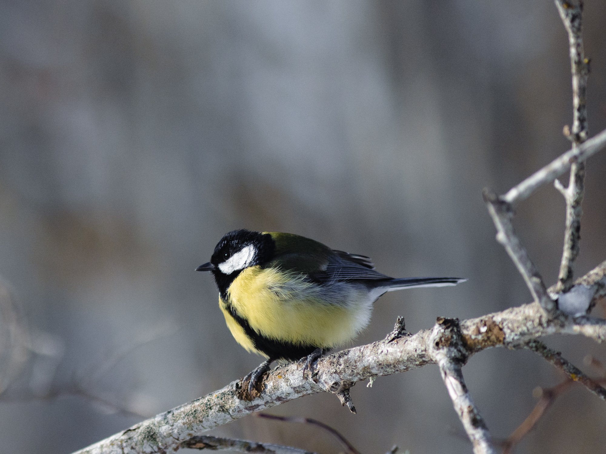 Tihased on väga nutikad, õpivad kiiresti uusi trikke ja nippe, kuidas paremaid palu kätte saada