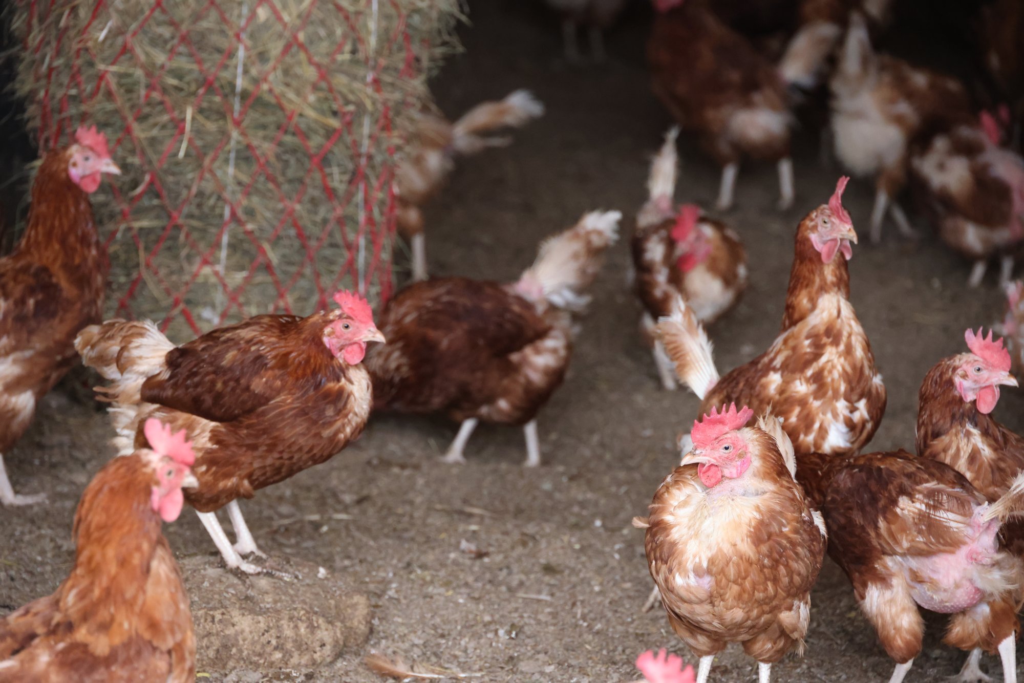 Hoiatus! PTA keelab gripi tõttu kodulindude väljas pidamise