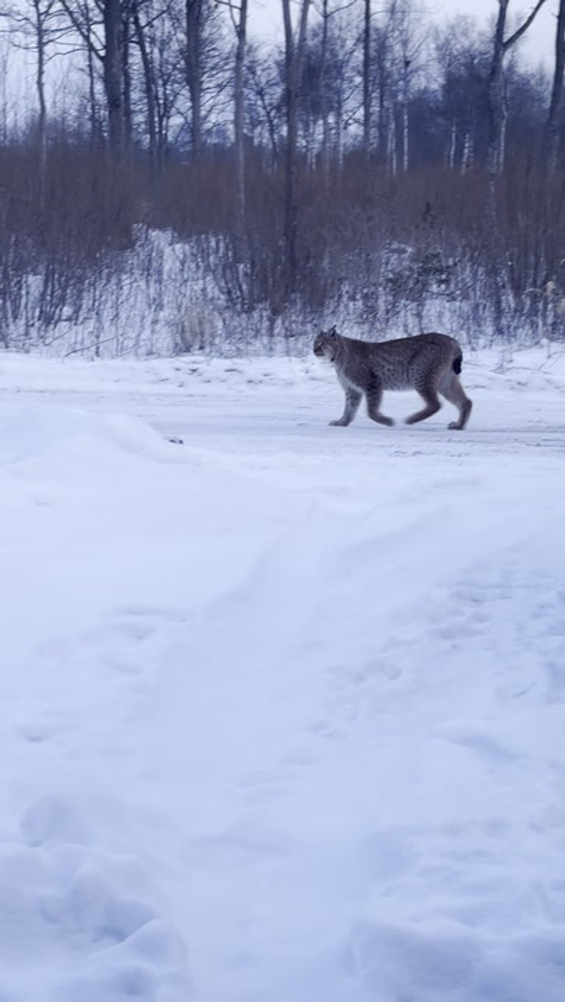 VIDEO | Julge ilves kõndis Läänemaal otse elumaja eest mööda