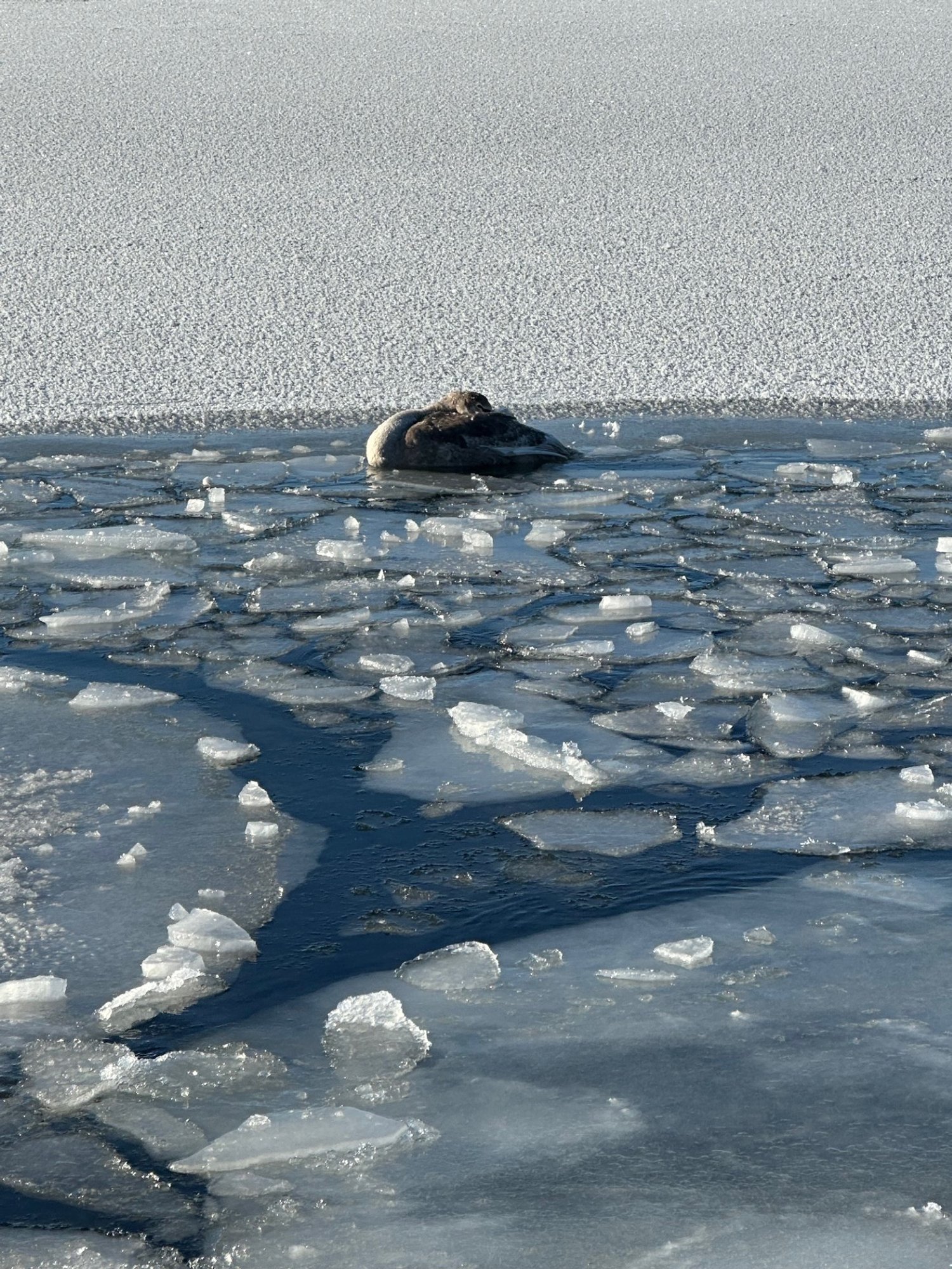 Pääste ebaõnnestus: Kakumäel jäässe kinni jäänud luik hukkus osapoolte halva koostöö tõttu